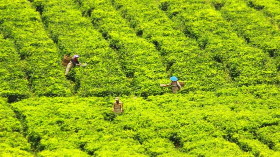 Export of Tea