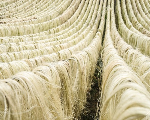 Export of Sisal